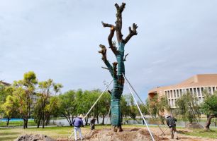 陽(yáng)江一中校友向母校捐贈(zèng)200余棵樹(shù)木